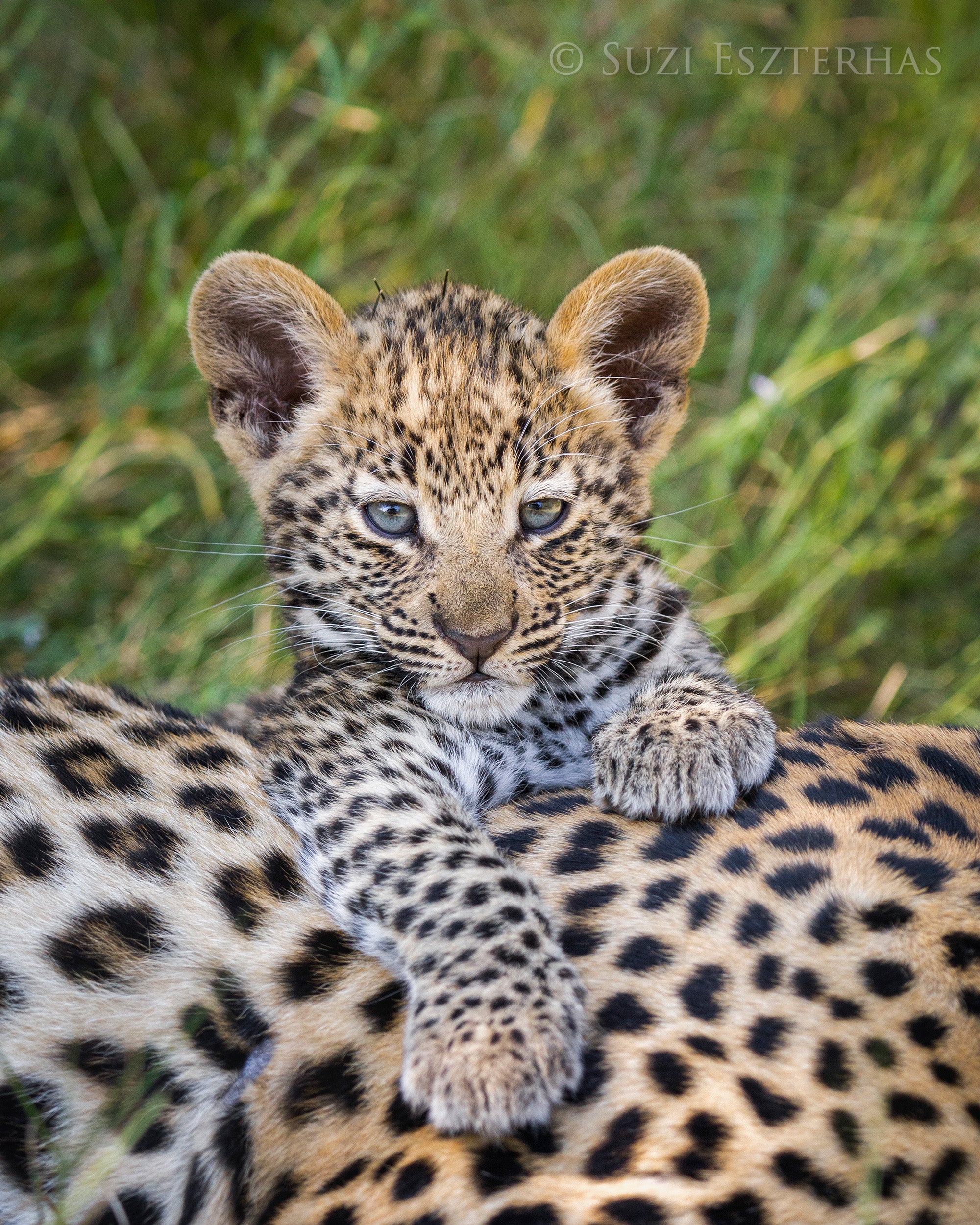 Cute Baby Leopard Photo – Baby Animal Prints by Suzi