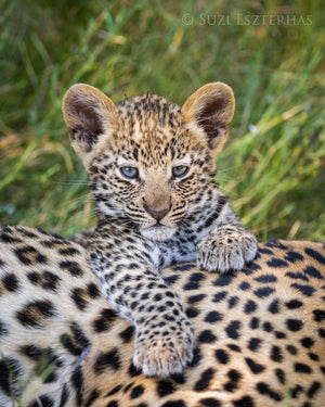 Cute Baby Leopard Photo