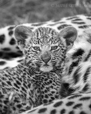 Sweet Baby Leopard Photo