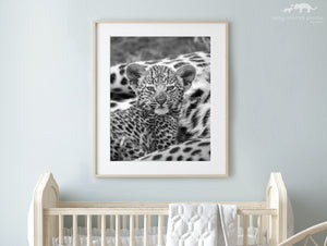 Sweet Baby Leopard Photo