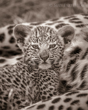 Sweet Baby Leopard Photo