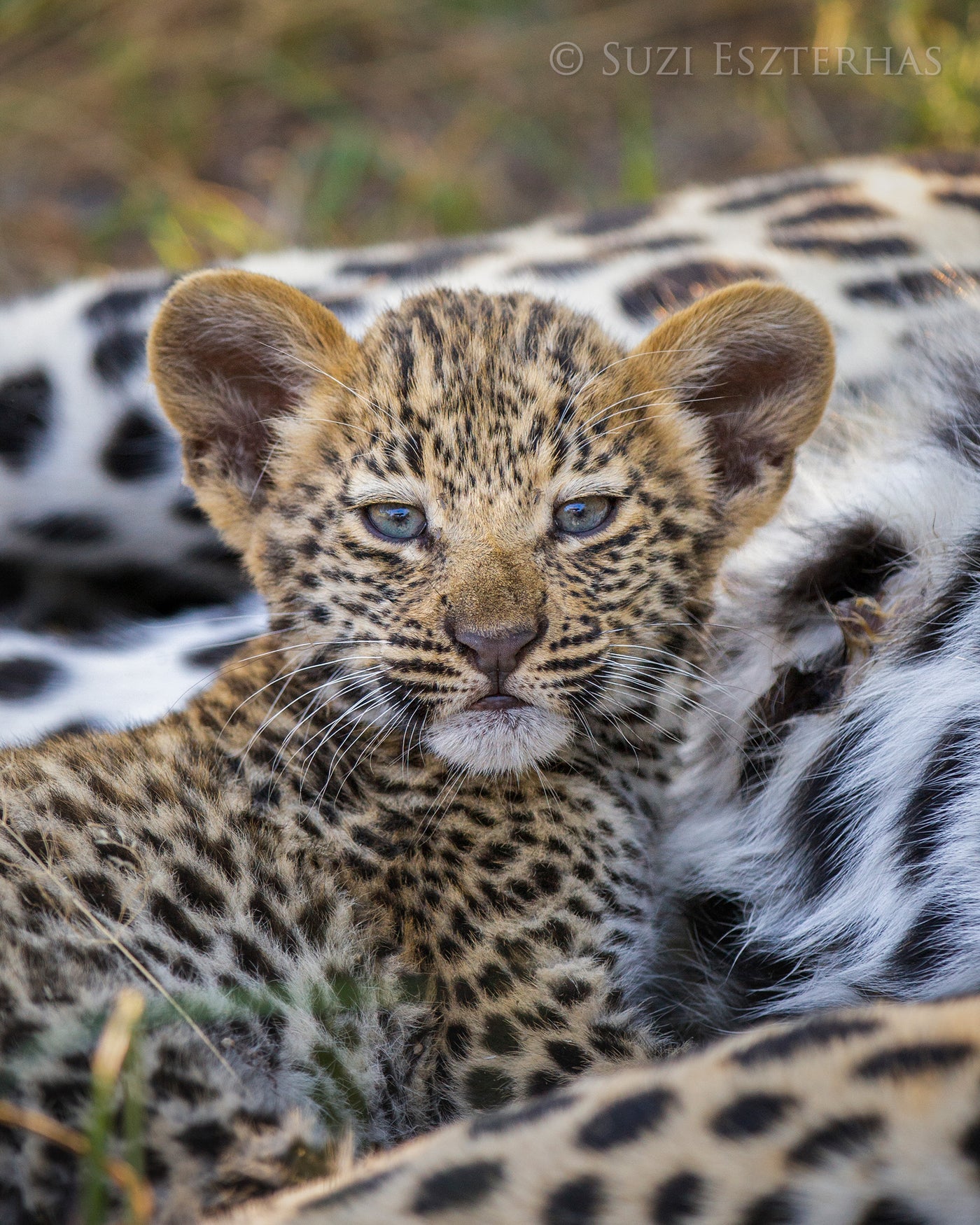 Sweet Baby Leopard Photo – Baby Animal Prints by Suzi
