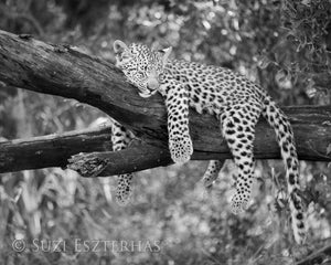 Sleepy Baby Animals Photo Set (Black and White)