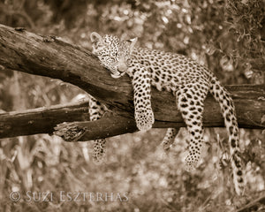Sleepy Baby Leopard Photo