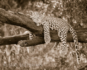 Sleepy Baby Animals Photo Set (Sepia)