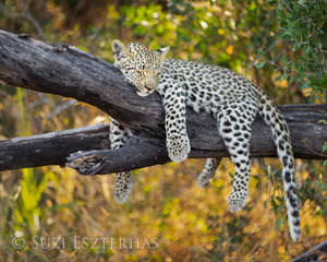 Sleepy Baby Animals Photo Set (Color)