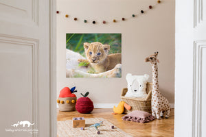 Curious Baby Lion Photo