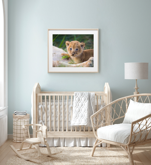 Curious Baby Lion Photo