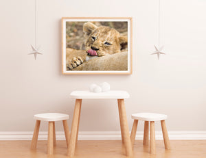 Lion Baby Kiss Photo