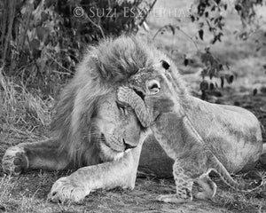 Baby Lion Jumping on Dad Photo