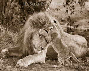 Baby Lion Jumping on Dad Photo