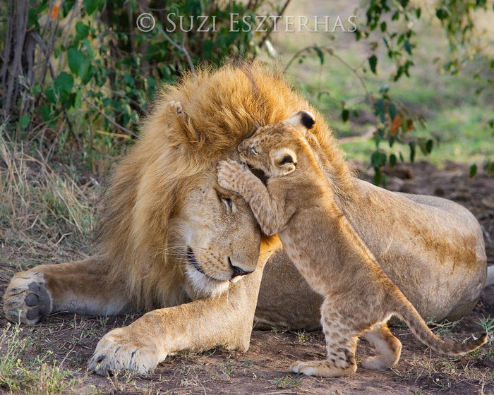 Baby Lion Jumping on Dad Photo