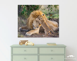 Baby Lion Jumping on Dad Photo