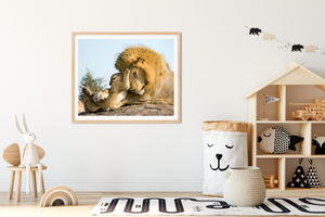 Baby Lion and Dad Playing Photo