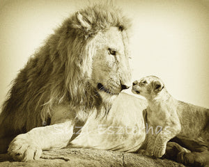 lion dad with cub in sepia