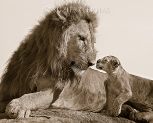 baby lion and dad photo sepia