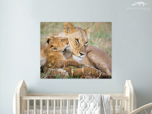 Baby Lion Kissing Mom Photo