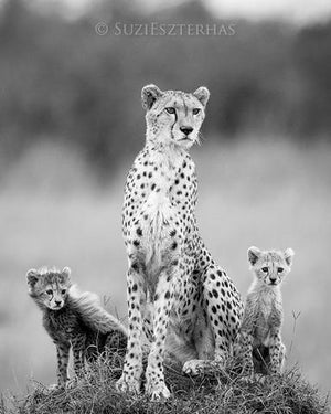 Cheetah Mom and Two Cubs Photo