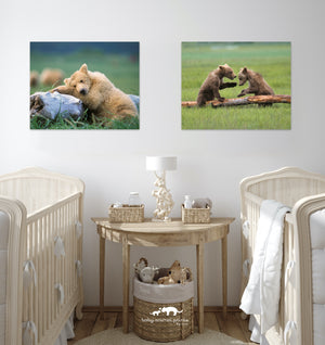 Baby Bears Playing Photo