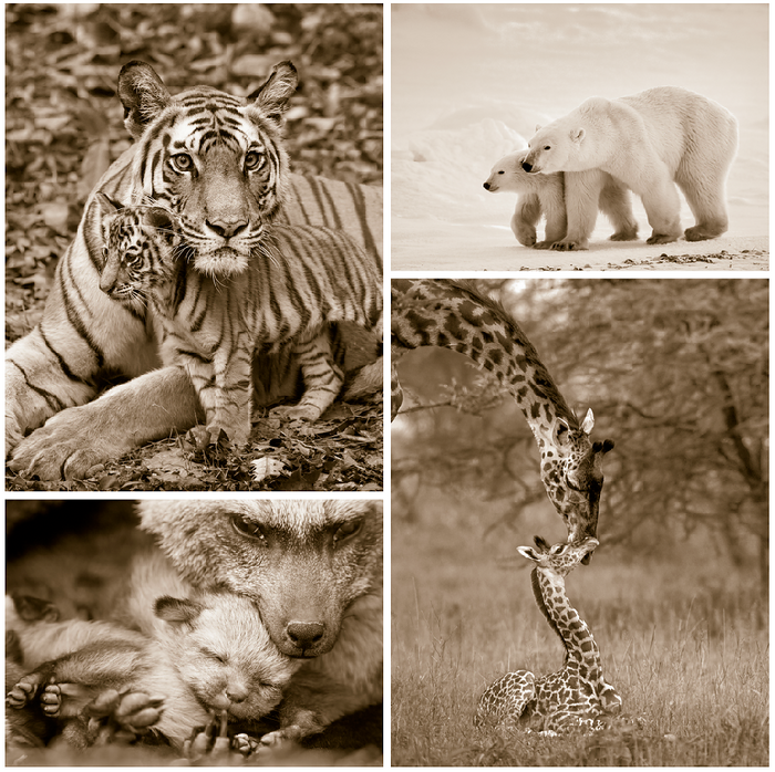 Mom and Baby Animals Photo Set (Sepia)