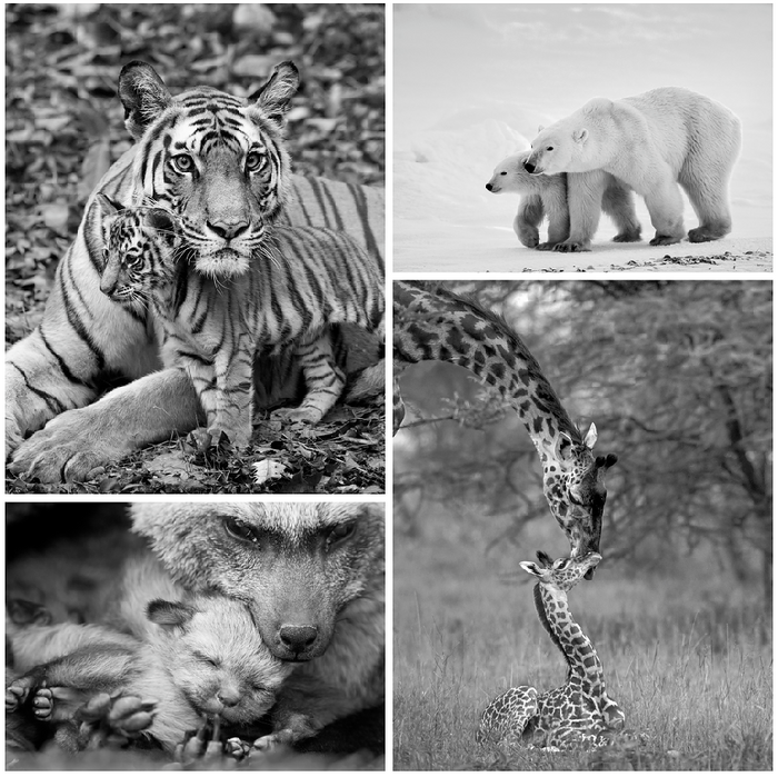Mom and Baby Animals Photo Set (Black and White)