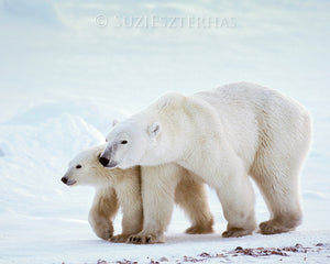 Mom and baby polar bear photo