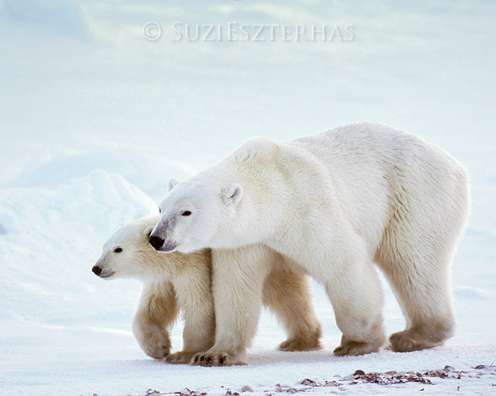 Mom and Baby Polar Bear Photo