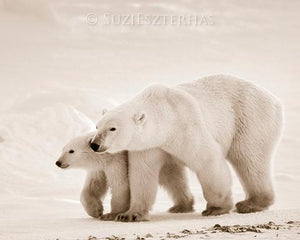 Mom and Baby Polar Bear Photo
