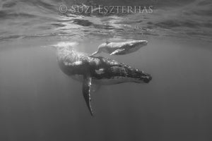 Mother and Baby Whale Photo