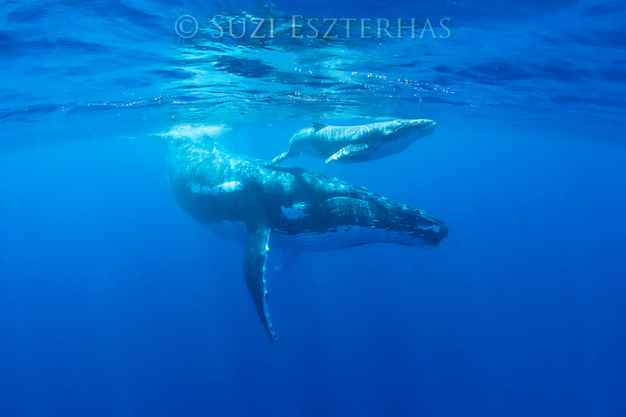 Mother and Baby Whale Photo