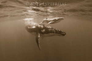 Mother and Baby Whale Photo