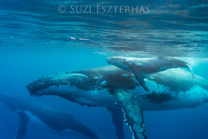 Mother and Newborn Whale Photo