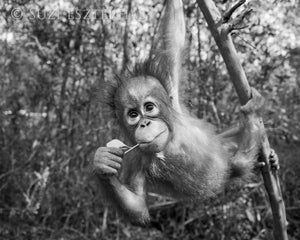 Sweet Baby Orangutan Photo