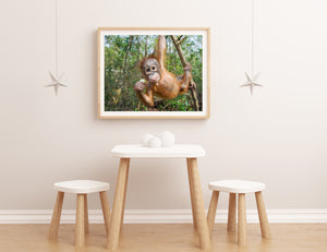 Sweet Baby Orangutan Photo