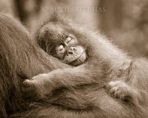 Sleepy Baby Animals Photo Set (Sepia)