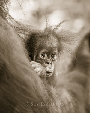 cute baby orangutan photo sepia