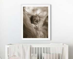 Shy Baby Orangutan Photo