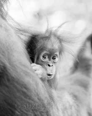 cute baby orangutan black and white