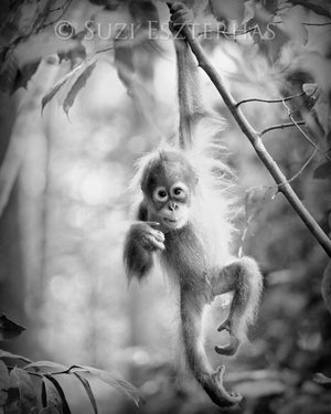 baby orangutan black and white