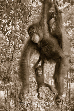baby orangutan and mom photo sepia