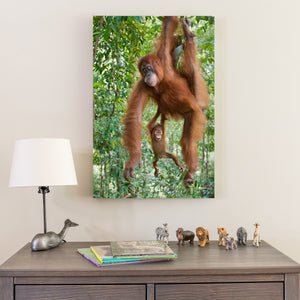 Baby Orangutan and Mom Photo