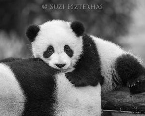 Snuggle Baby Panda Photo