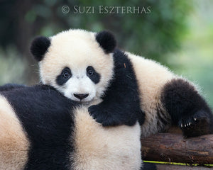 baby panda photo