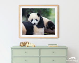 Snuggle Baby Panda Photo