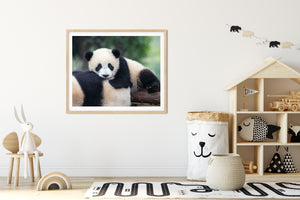 Snuggle Baby Panda Photo