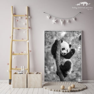 Playful Baby Panda Photo