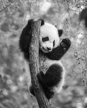Playful Baby Panda Photo