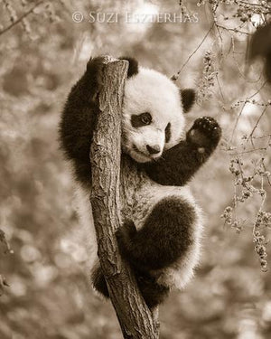 Playful Baby Panda Photo