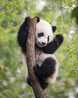 panda cub in tree photo