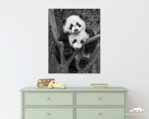 Panda Cubs Photo